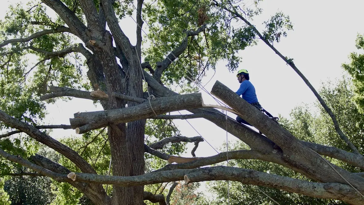 Professional Hazardous Tree Removal performed by certified arborists in Irvine