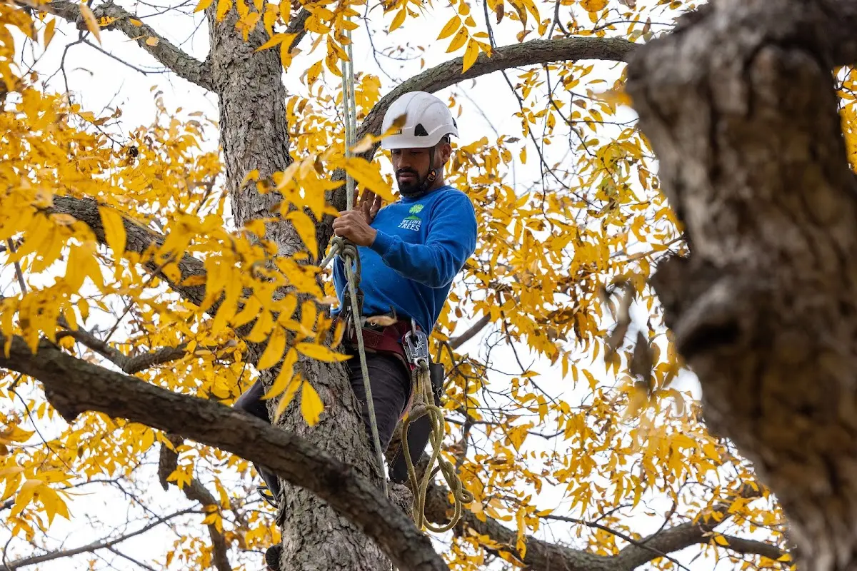 Skilled Tree Planing crew working in Irvine