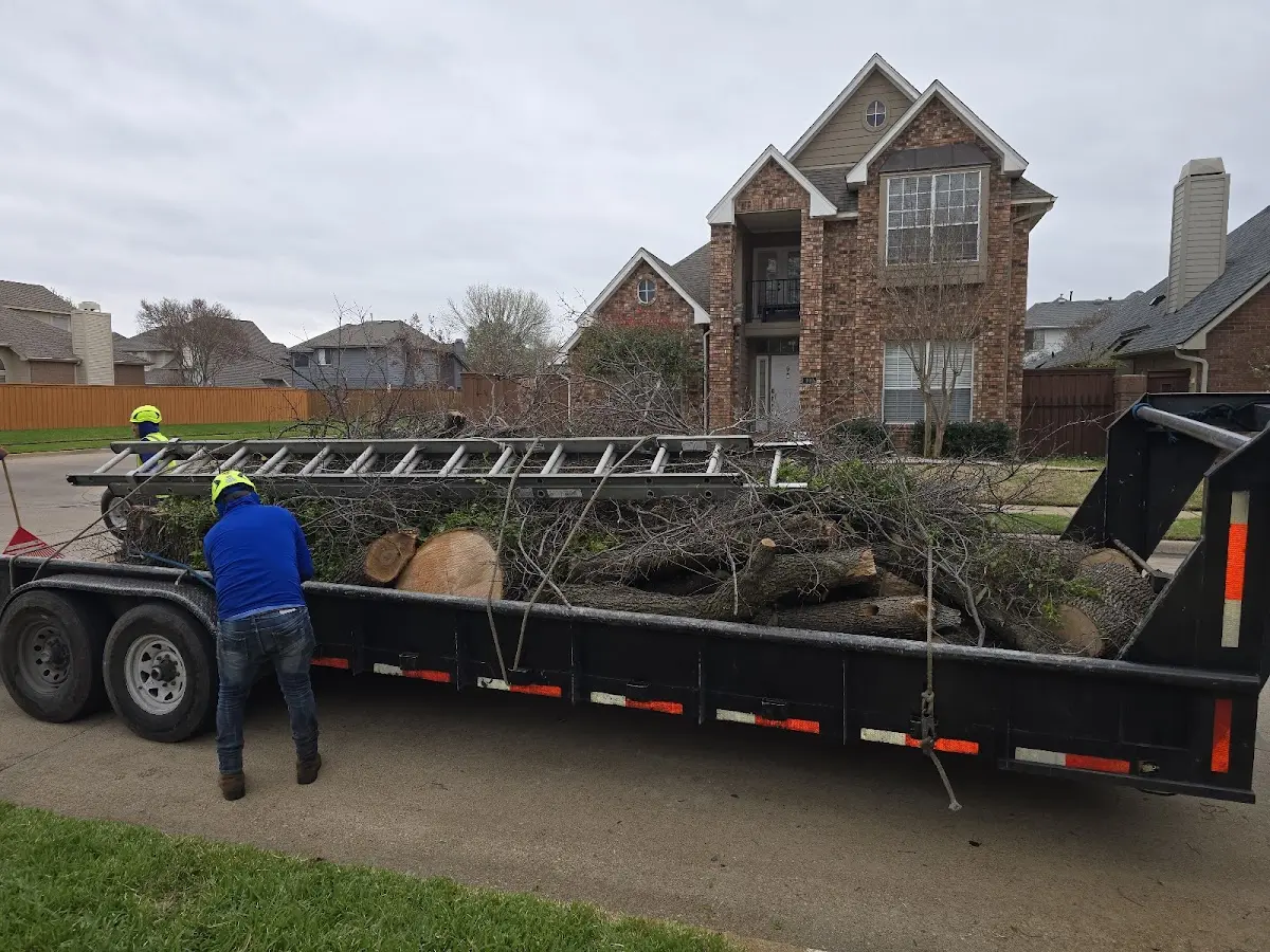 Expert Tree Removal with proper safety equipment in Irvine